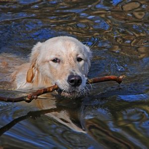nage chien