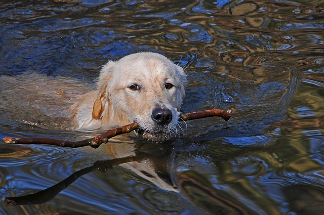 Comment apprendre à nager à son chien ?