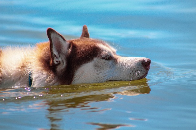 apprendre à nager à son chien