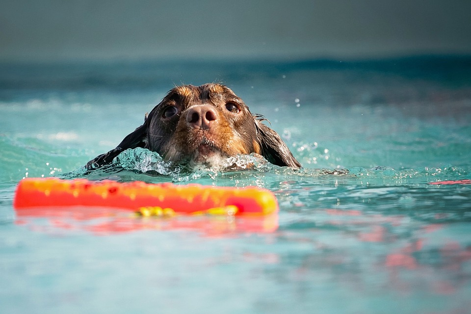 natation chien